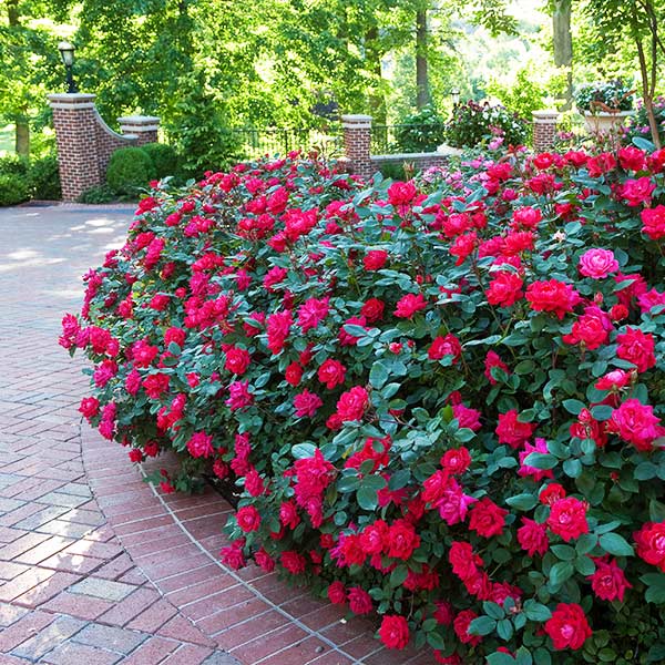 Red Double Knock Out rose shrub in full bloom